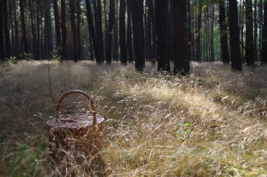 Orman - mevsimlik malzeme çekme mantar için hazır çim bıçakta sepetle. Taze sonbahar sabahı ormandaki.