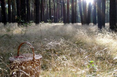 Ormandaki yeni sonbahar sabahı. Sepet ormandaki - mevsimlik çekilmeye hazır çimlerin üzerine bıçakla mantar.
