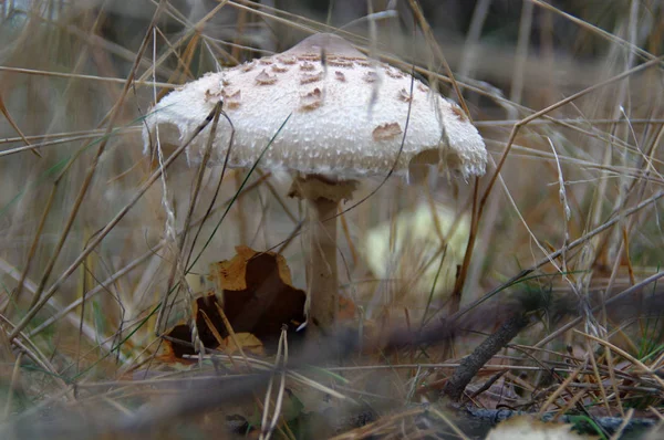 Ormandaki Yabani Mantar Macrolepiota Procera Şemsiye Mantar Çim — Stok fotoğraf