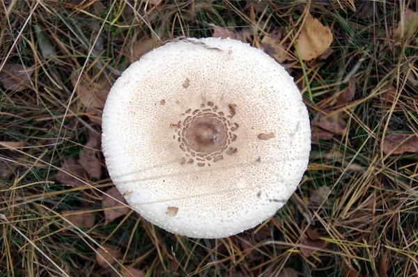 森林里的野蘑菇 Macrolepiota Procera 梧桐菇 从顶部 — 图库照片