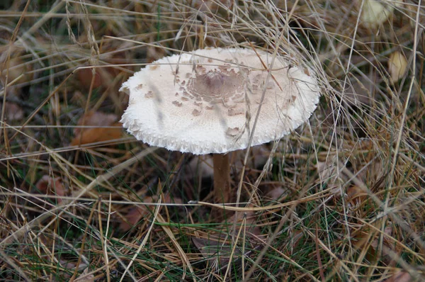 Дикий Гриб Большой Шапкой Лесу Macrolepiota Procera Parasol Mushroom Траве — стоковое фото