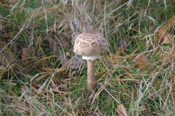 Sonnenschirmpilz Macrolepiota Procera Gras Herbstzeit — Stockfoto