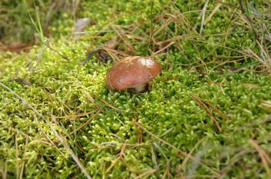 Doğal ortamda kaygan jack mantar (suillus). Yeşil çalılar yenilebilir mantarlar.