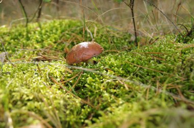 Doğal ortamda kaygan jack mantar (suillus). Çalılar yenilebilir mantarlar.
