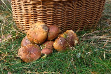 Mevsimlik ormanda mantar. Hasır sepet üzerinde çiğ yenilebilir mantar.