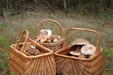 Hasır sepetleri çiğ yenilebilir mantar dolu. Ormanda mantar sonbahar.