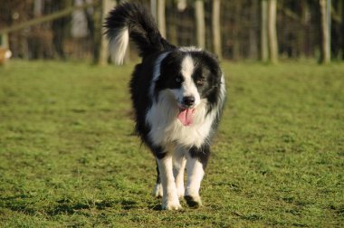 Boder kömür ocağı - mutlu köpek çimenlerin üzerinde yürüyüş. Saf ırk kenar kömür ocağı bir çayır üzerinde inanılmaz renkli gözlü.