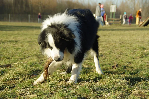 草の枝を持つ幸せな犬 草原の棒で純粋な犬種ボーダーコリー — ストック写真