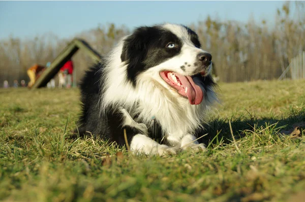 幸せな犬が草の上に横たわる 純粋な犬種ボーダーコリー素晴らしいカラフルな草原で休んで — ストック写真