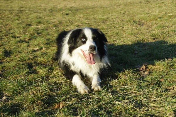 幸せな犬が草の上に横たわる 純粋な犬種ボーダーコリー素晴らしいカラフルな草原で休んで — ストック写真