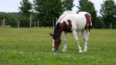 Pinto at çiftlikte otlatma. Kahverengi-beyaz atının çayır çimen yemek.