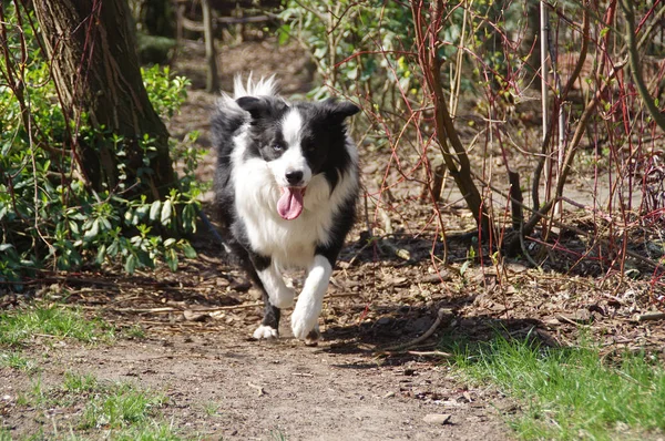 Fronteira Collie Running — Fotografia de Stock