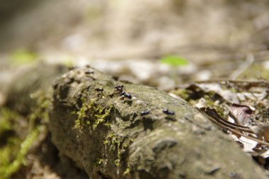 Karıncalar yürüyor