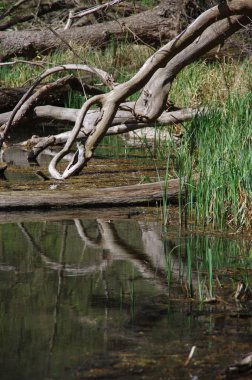 Suda dal yansıması