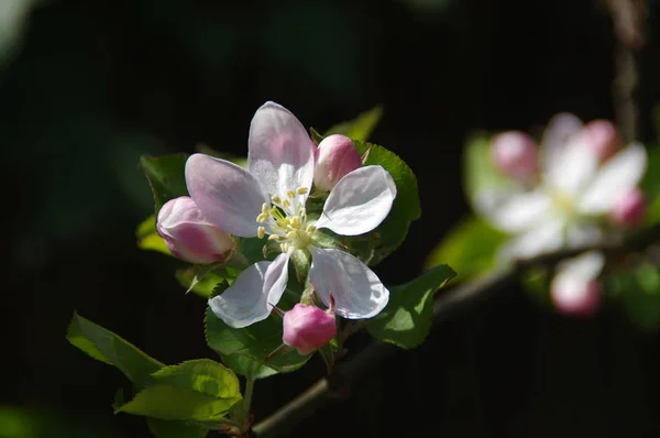 Яблуня квітка розквітає — стокове фото