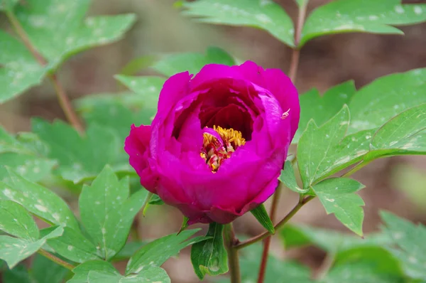 Peonia — Foto Stock