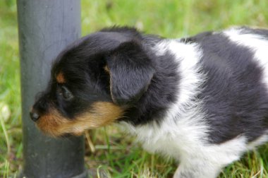 çimenlerin üzerinde köpek yavrusu