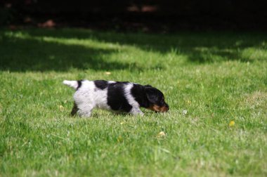 çimenlerin üzerinde köpek yavrusu