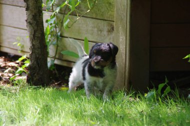 çimenlerin üzerinde köpek yavrusu