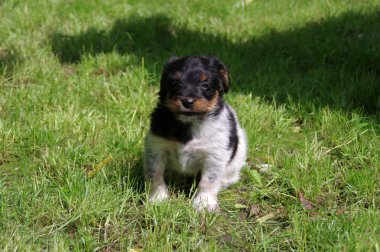 puppy zittend op het gras