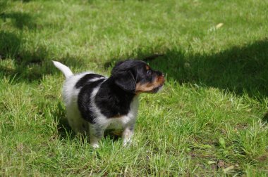 Köpek çimenlerin üzerinde yürüyor.