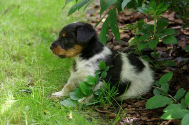 puppy zittend op het gras