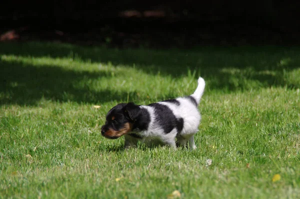 Puppy dog on grass — Stock Photo, Image
