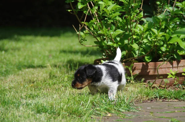 Puppy dog on grass — Stock Photo, Image