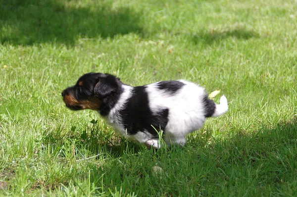 Filhote de cachorro está correndo na grama — Fotografia de Stock