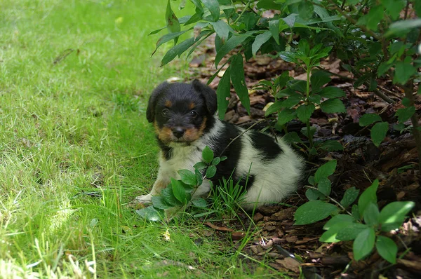Puppy sitting on grass — Stock Photo, Image