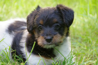 köpek çimlerin üzerine