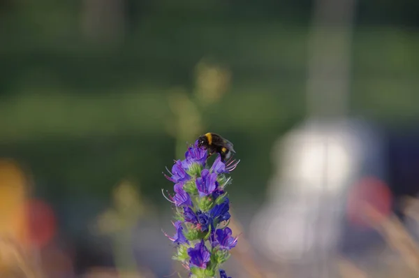 Hummel auf einer Blume — Stockfoto