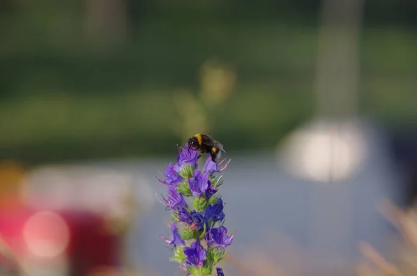 Hummel auf einer Blume — Stockfoto