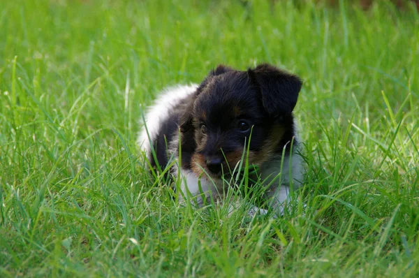 Puppy on grass — Stock Photo, Image