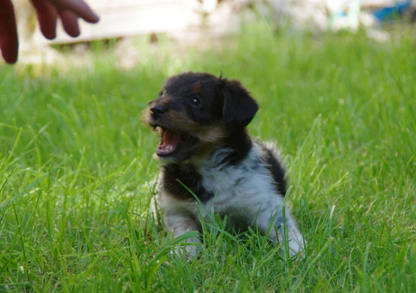 Valp på gräs — Stockfoto