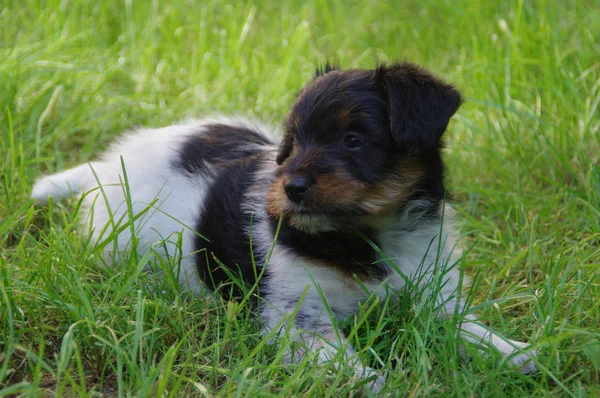 Köpek çimlerin üzerine — Stok fotoğraf