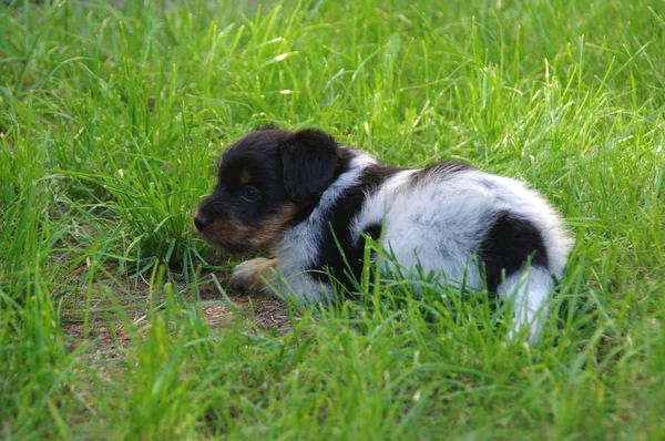 Puppy on grass — Stock Photo, Image