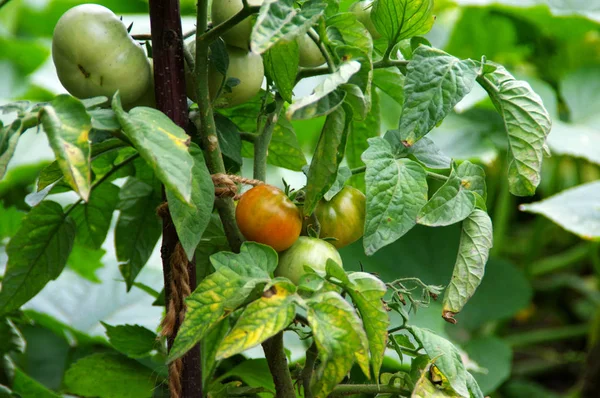 Tomatenanbau im Garten — Stockfoto