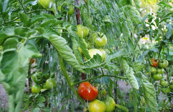 Vattning av tomater i trädgården — Stockfoto
