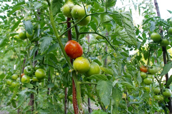 Cultivation of tomatoes in the garden
