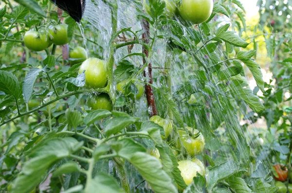 Tomatenbewässerung im Garten — Stockfoto