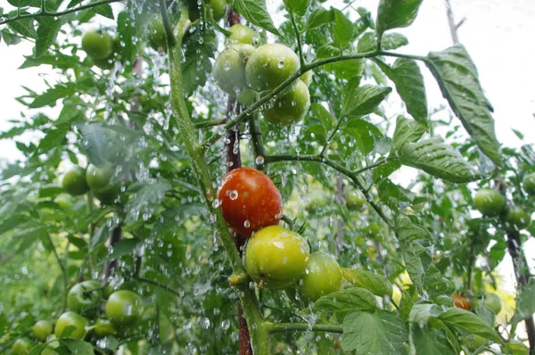 Bahçede domates sulama — Stok fotoğraf