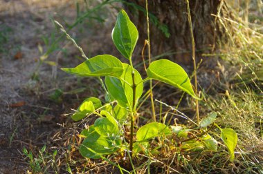 Yeşil yapraklı genç bitki
