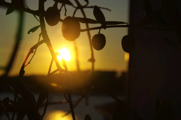 Drzewo oliwne o zachodzie słońca — Zdjęcie stockowe
