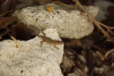 Taşın üzerindeki kertenkele