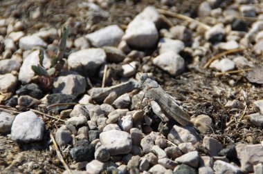 Taş üzerinde gri çekirge