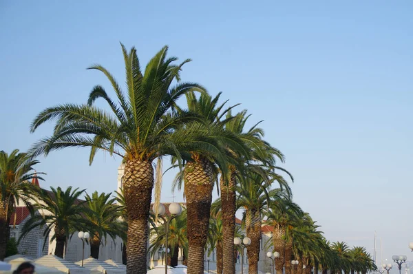 Şehirde Palmiyeler
