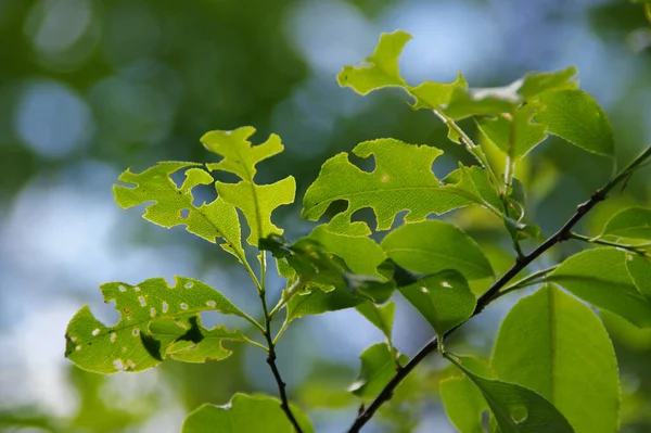 Von Schädlingen Angenagte Baumblätter Undichte Grüne Pflanzen Wald Angriff Der — Stockfoto