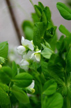Ev bahçesinde yeşil bezelye yaprakları ve çiçekleri. Baharda çiçek açan bitkiler.