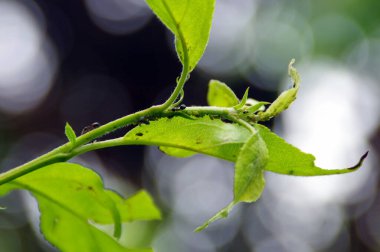 Ev bahçesindeki yaprak bitleri. Bitkilerdeki haşereler. Tarım alanındaki böceklere karşı koruma.